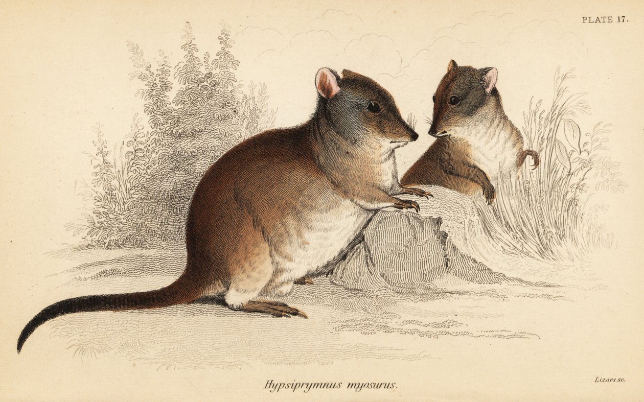 Långnosig potoro, Potorous tridactylus tridactylus., 1841 (gravyr) av Georges Robert Waterhouse