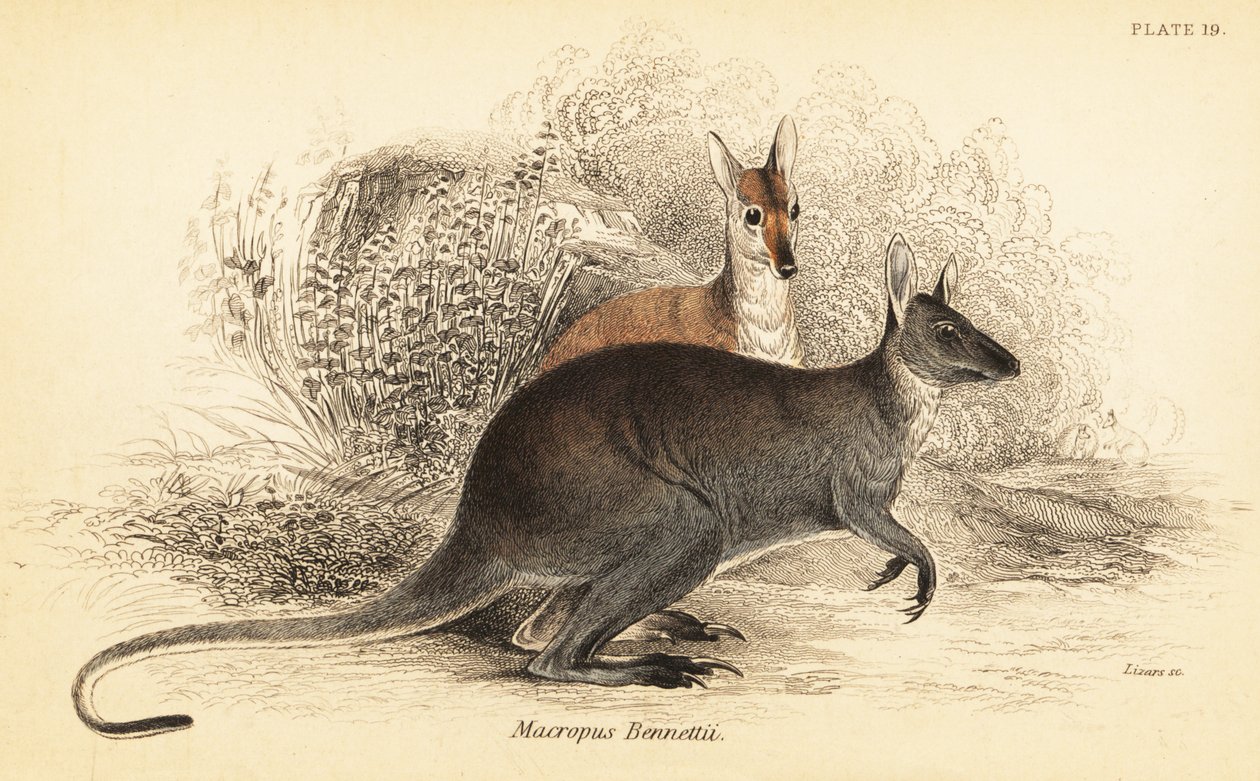 Rödhalsad wallaby, Macropus rufogriseus. ,1841 (gravyr) av Georges Robert Waterhouse