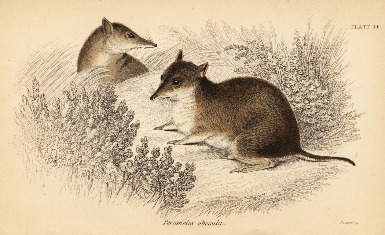 Södra brun bandicoot, Isoodon obesulus. Utrotningshotad. ,1841 (gravyr) av Georges Robert Waterhouse