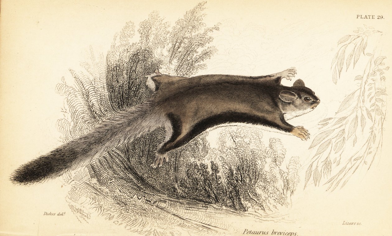 Sockerglidare, Petaurus breviceps., 1841 (gravyr) av Georges Robert Waterhouse
