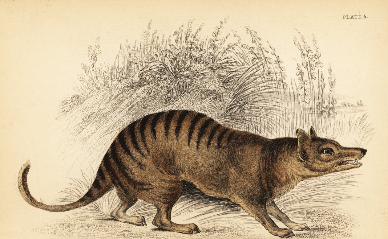 Tasmansk tiger, Thylacinus cynocephalus. Utdöd. ,1841 (gravyr) av Georges Robert Waterhouse