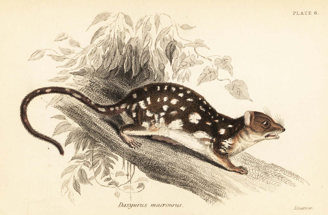 Tiger quoll, Dasyurus maculatus., 1841 (gravyr) av Georges Robert Waterhouse