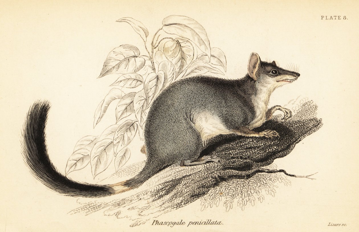 Tuan eller vanlig wambenger, Phascogale tapoatafa. ,1841 (gravyr) av Georges Robert Waterhouse