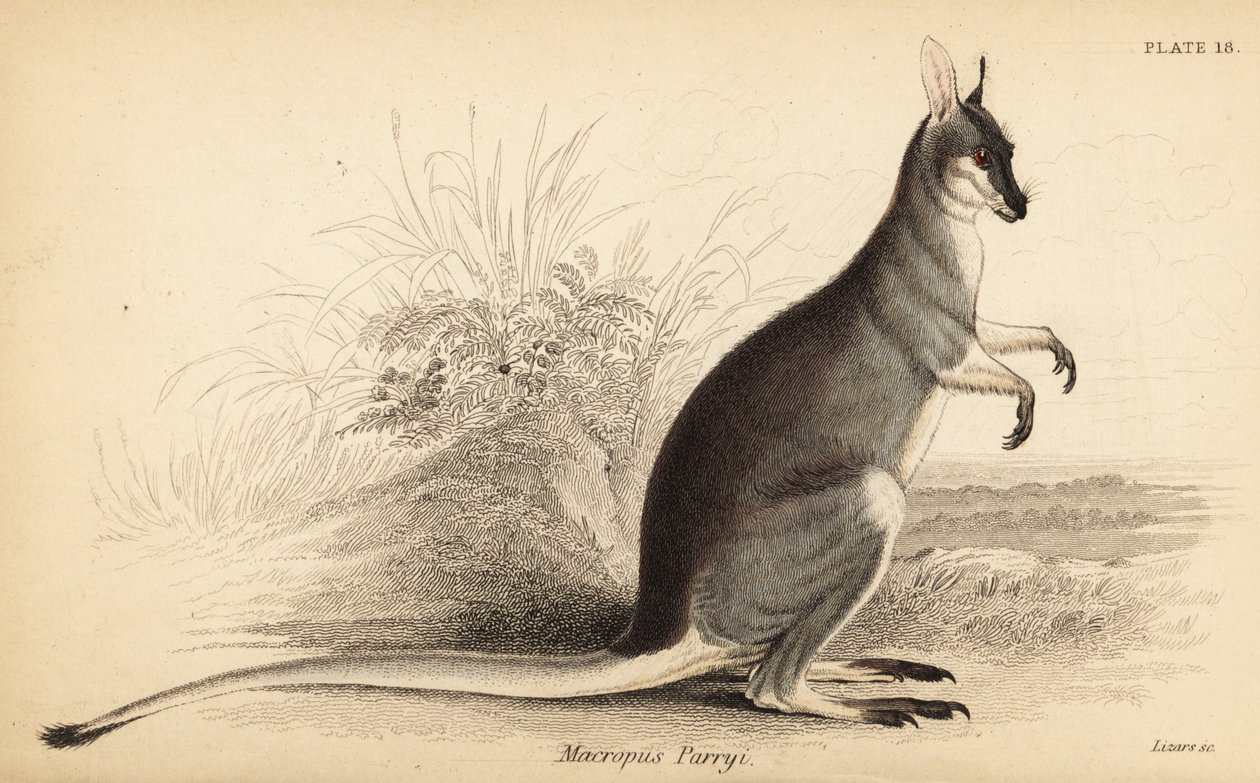 Whiptail wallaby, Macropus parryi. ,1841 (gravyr) av Georges Robert Waterhouse
