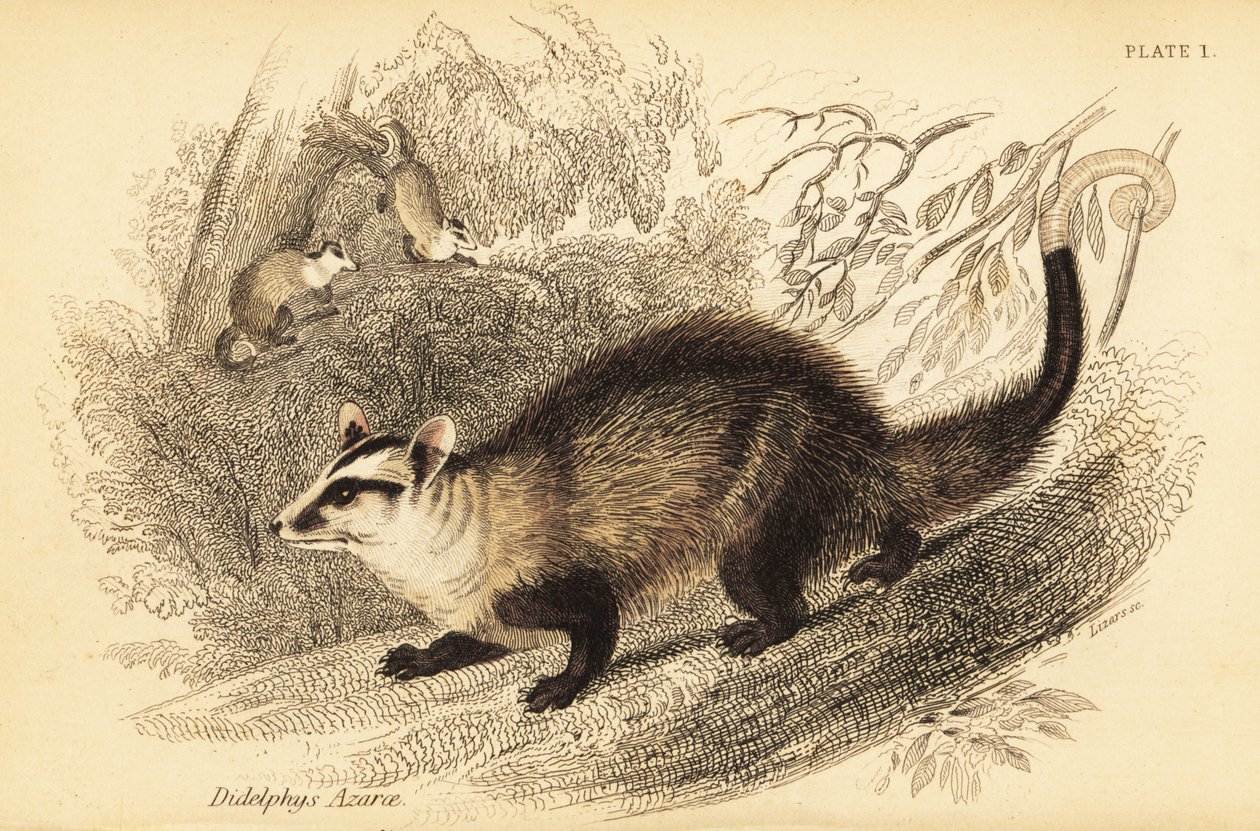Vitörad opossum, Didelphis albiventris. ,1841 (gravyr) av Georges Robert Waterhouse
