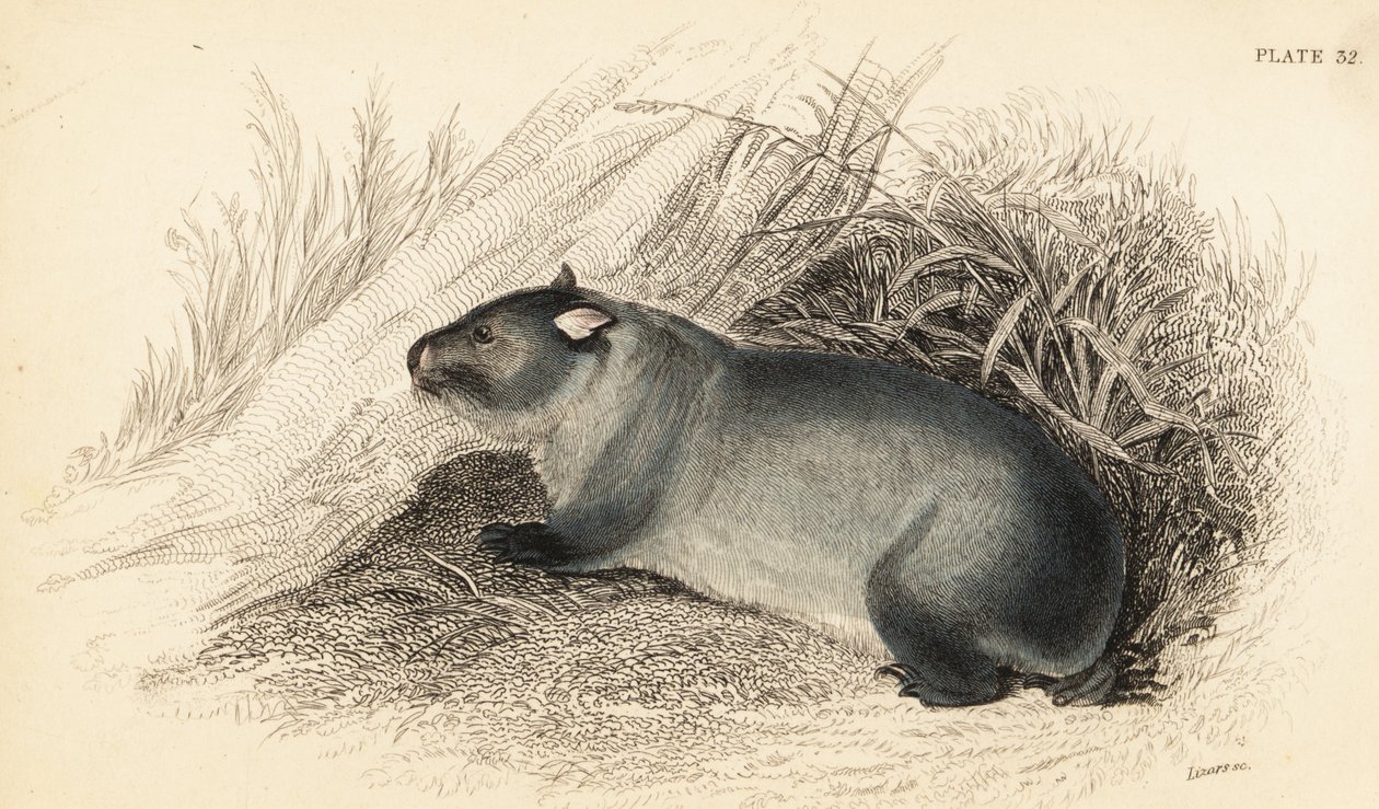 Wombat, Wombatus ursinus., 1841 (gravyr) av Georges Robert Waterhouse