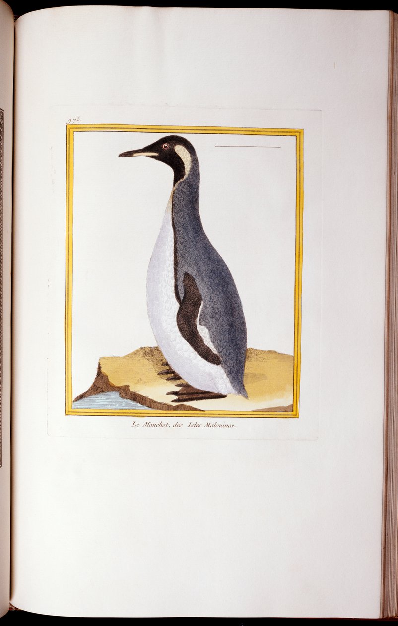 En pingvin, Falklandsöarna, från "Fåglarnas naturhistoria", 1770-86 av Georges de Buffon