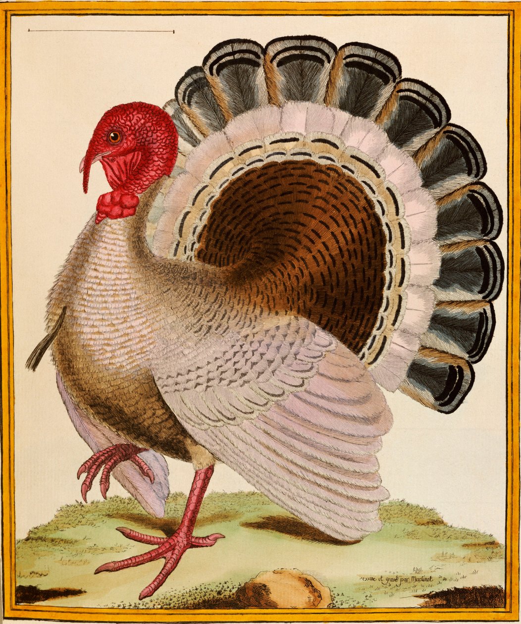 Ett Turkiet, från "Histoire Nouvelles des Oiseaux", 1771-86 av Georges de Buffon