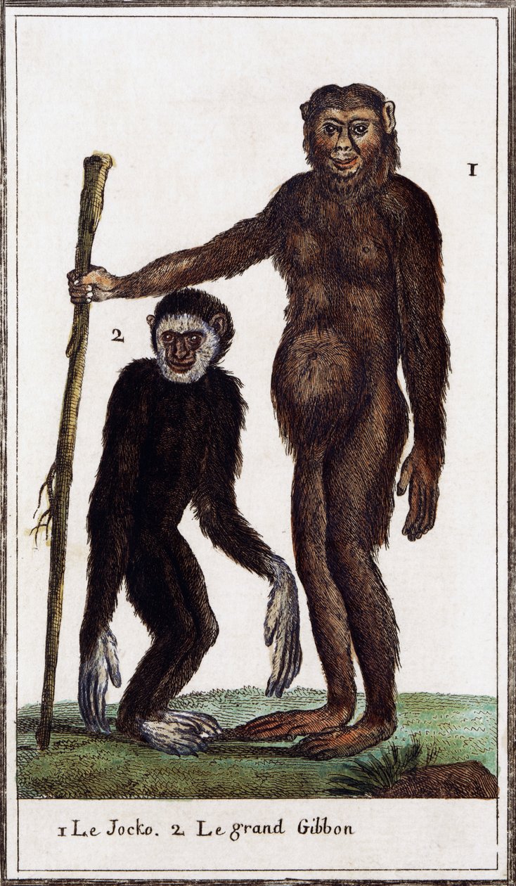Jocko, schimpans eller gibbon, illustration från Histoire naturelle, av Georges-Louis Leclerc greve av Buffon (1707-1788), akvarellgravyr av Georges de Buffon