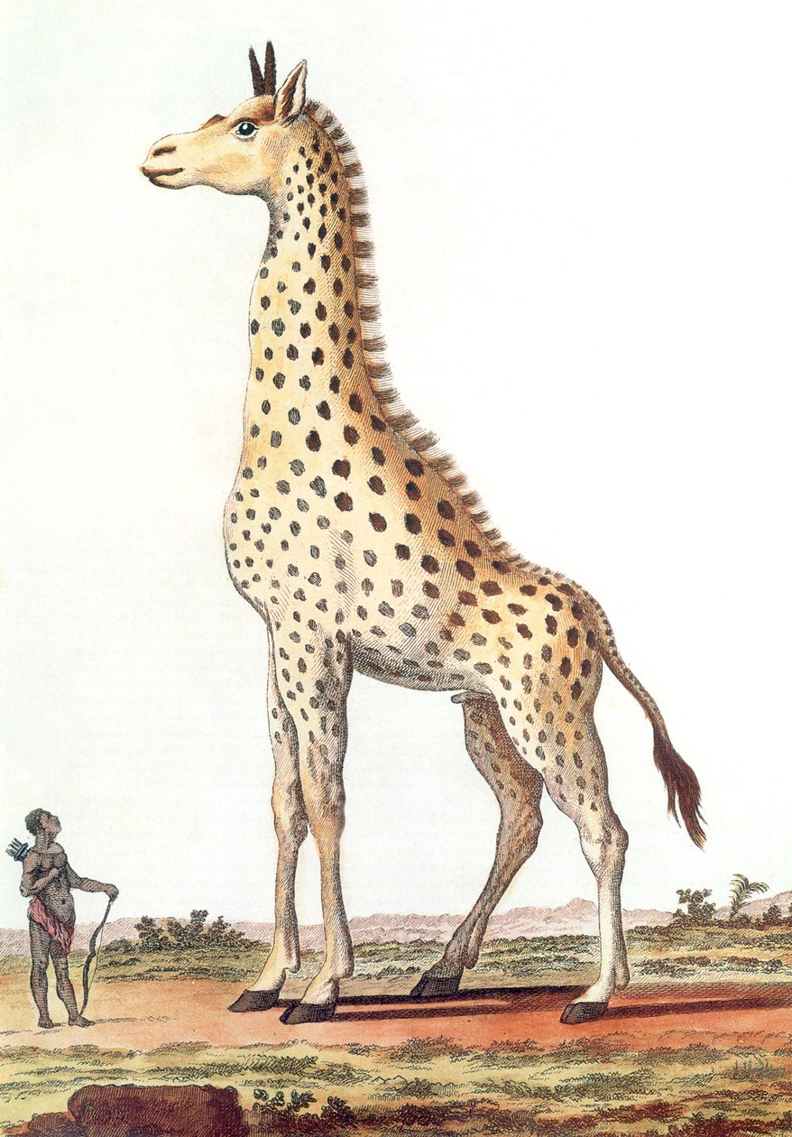 teckning av en fantastisk giraffhanne av Georges de Buffon