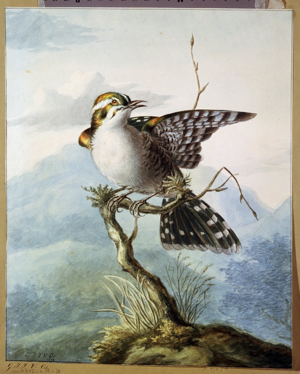 ""En liten fågel"" (Little bird) Akvarell av Georgius Jacobus Johannes van Os (1782-1861) 1798 Pushkin Museum, Moskva av Georgius Jacobus Johannes van Os
