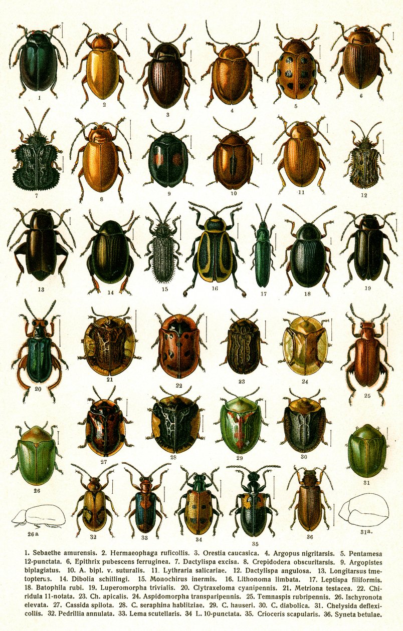 Antikt tryck av sorter av europeiska skalbaggar, ca 1910 (kromolitografi) av Georgiy Jacobson