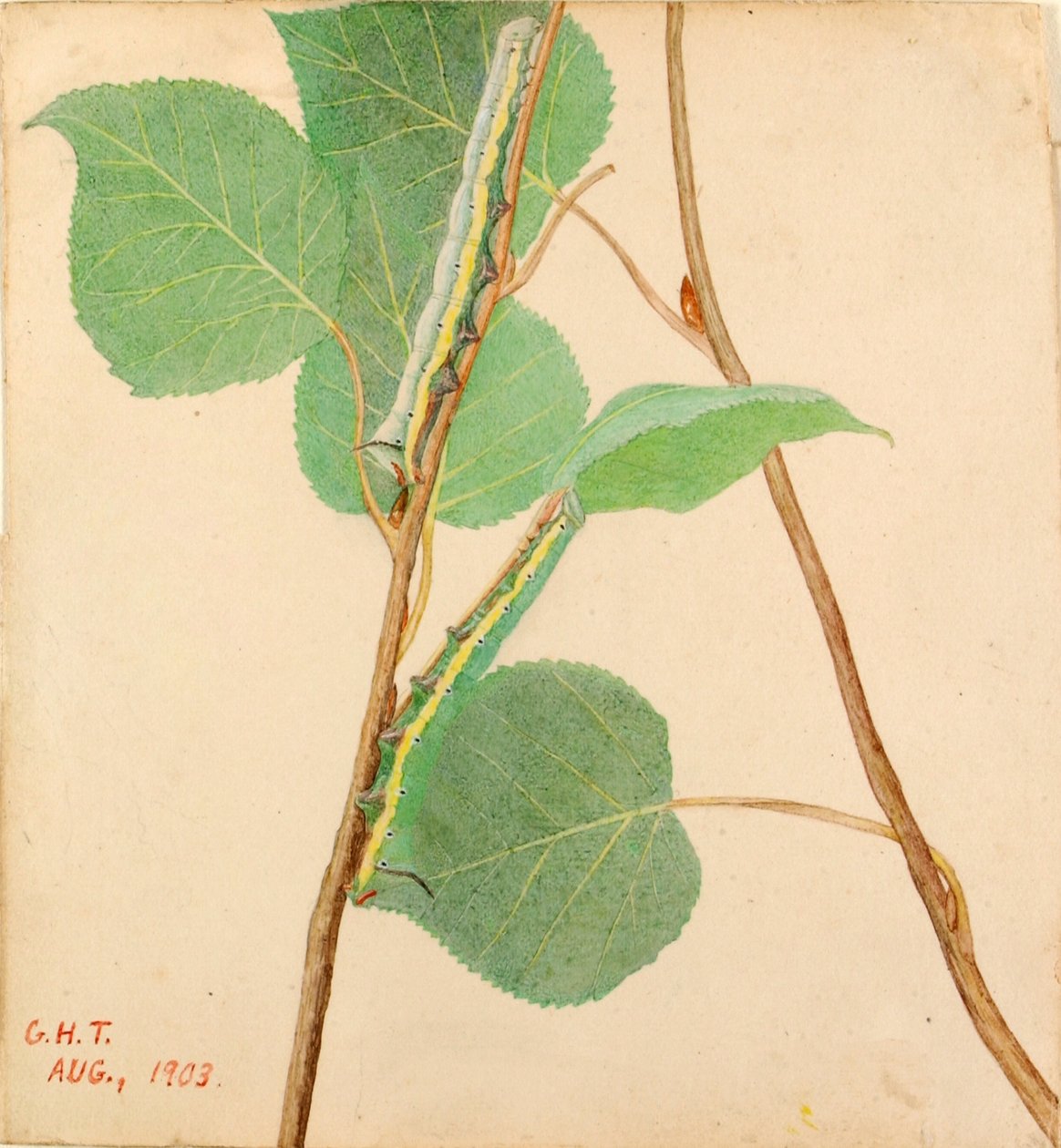 "Mirror-Back" Caterpillar, studie för boken "Concealing Coloration in the Animal Kingdom" (dold färg i djurriket) av Gerald H. Thayer