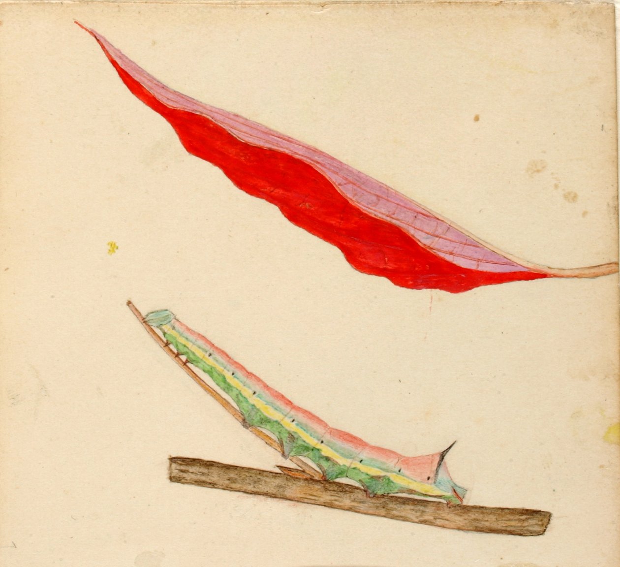 "Mirror-Back" Caterpillar, studie för boken "Concealing Coloration in the Animal Kingdom" (dold färg i djurriket) av Gerald H. Thayer