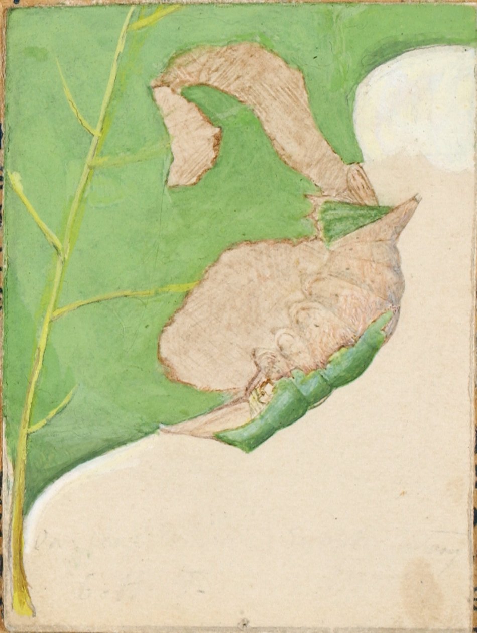 Oak Leaf Edge Caterpillar, studie för boken Concealing Coloration in the Animal Kingdom (dolda färger i djurriket) av Gerald H. Thayer
