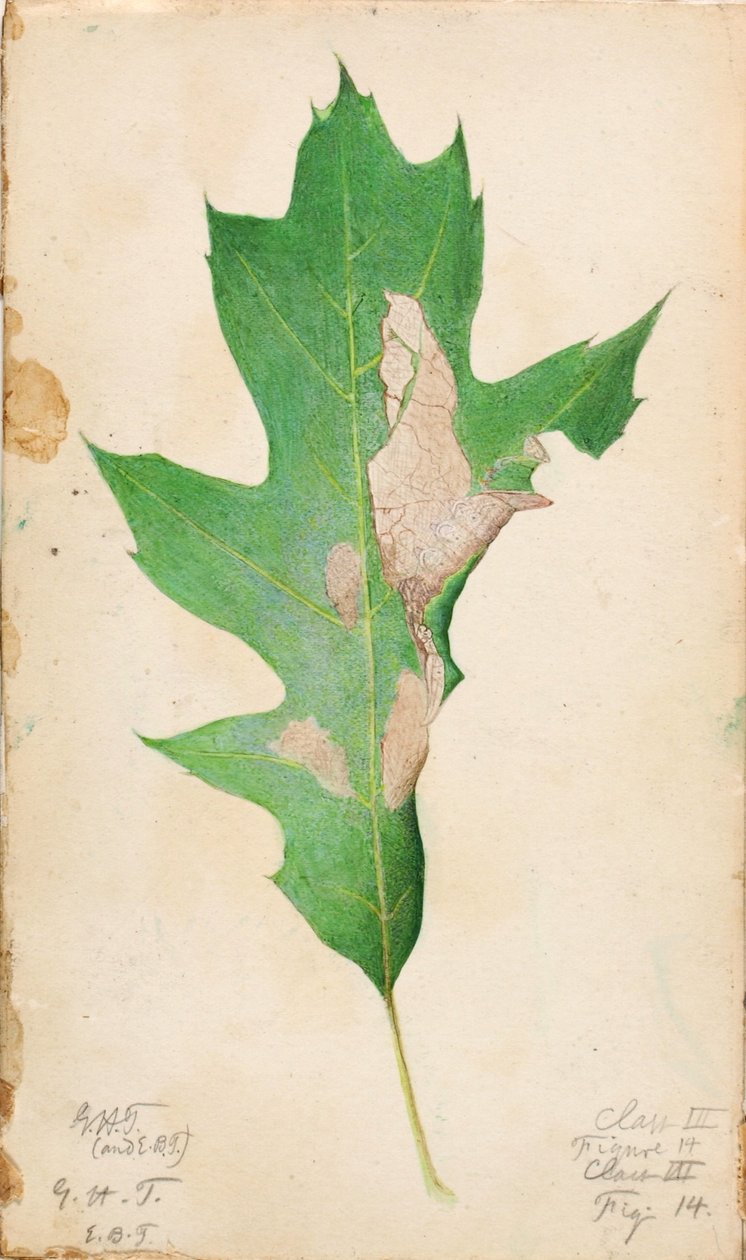 Oak Leaf Edge Caterpillar, studie för boken Concealing Coloration in the Animal Kingdom (dolda färger i djurriket) av Gerald H. Thayer