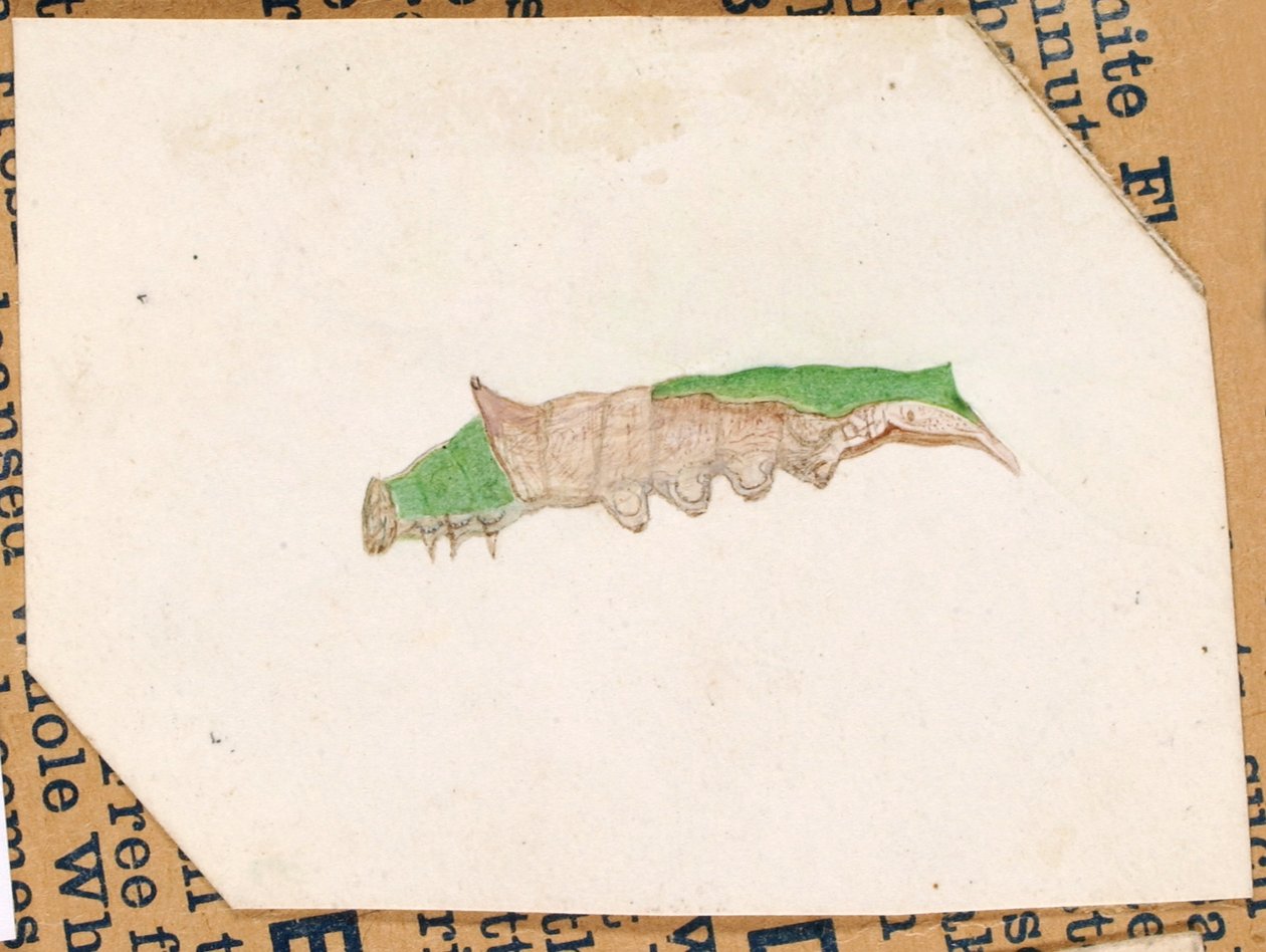 Oak Leaf Edge Caterpillar, studie för boken Concealing Coloration in the Animal Kingdom (dolda färger i djurriket) av Gerald H. Thayer
