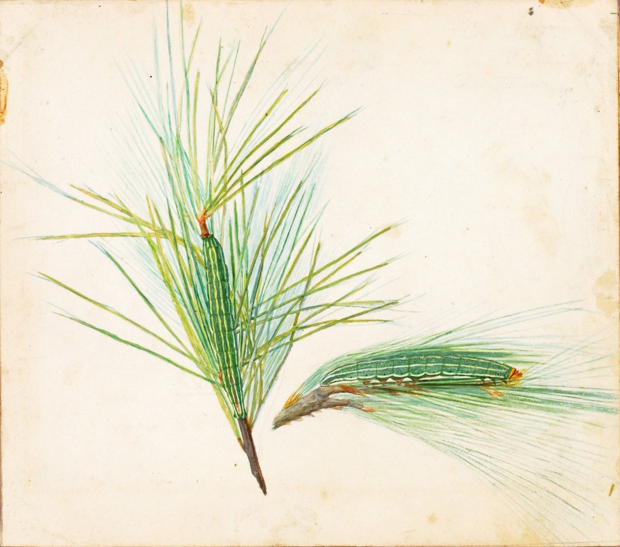 Pine-Tuft Caterpillar, studie för boken Concealing Coloration in the Animal Kingdom (dold färg i djurriket) av Gerald H. Thayer