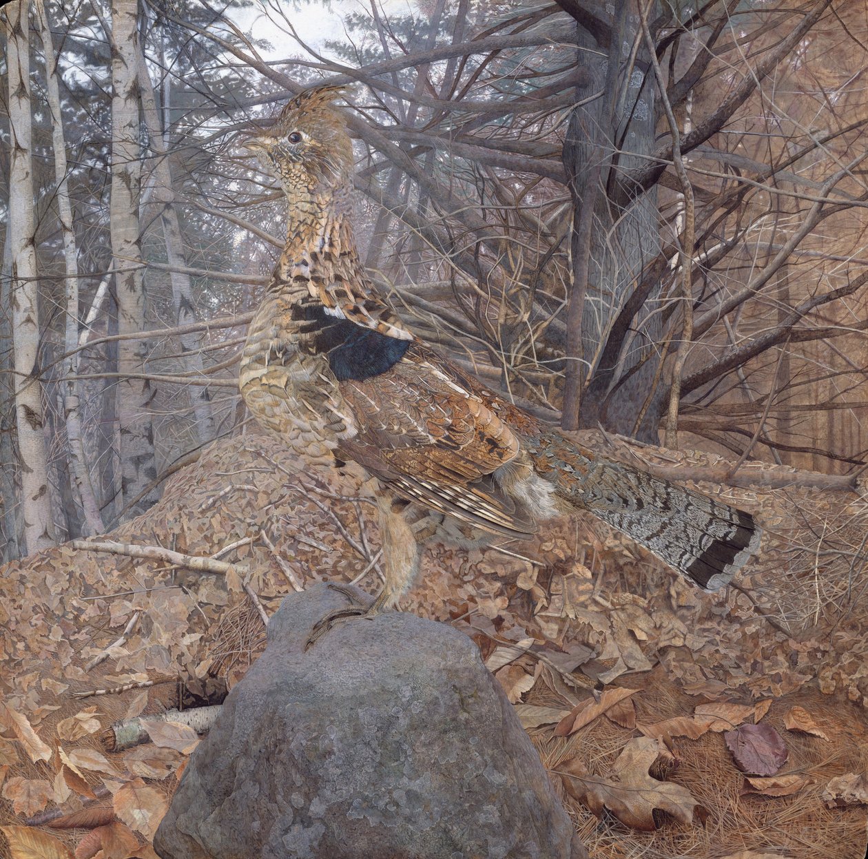 Ruffhane i skogen, 1907-08 av Gerald Thayer