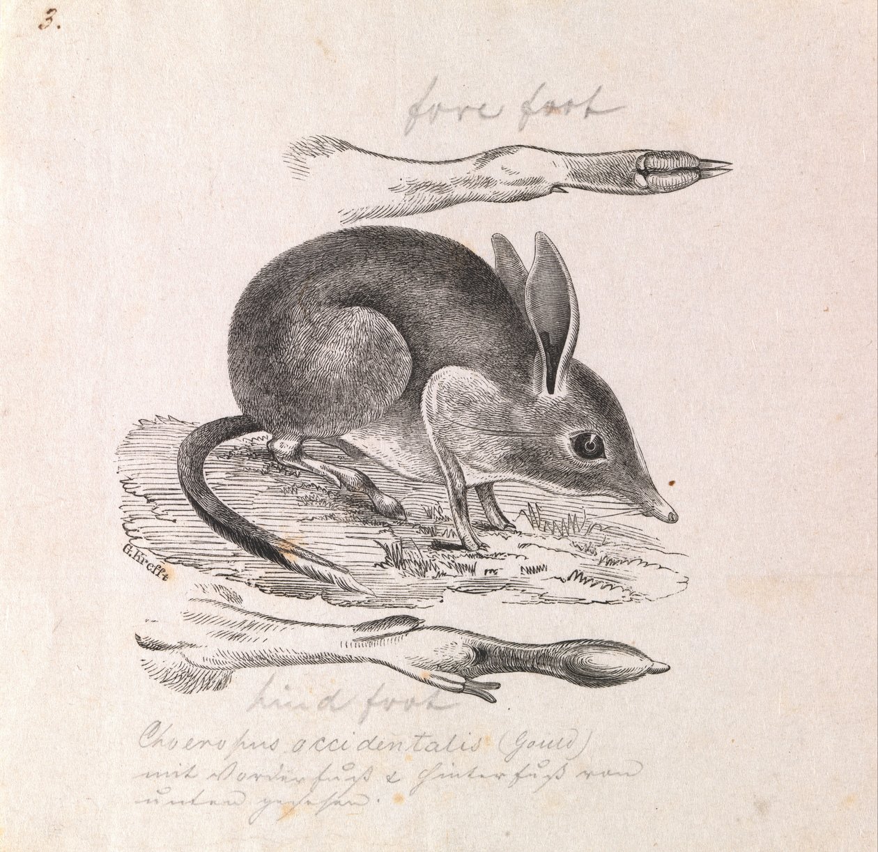 Grisfotad Bandicoot, Chaeropus ecaudatus av Gerard Krefft