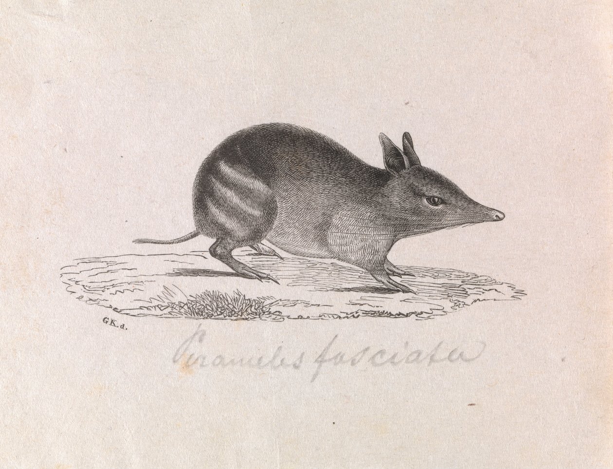 Western barred Bandicoot, Perameles bougainville av Gerard Krefft