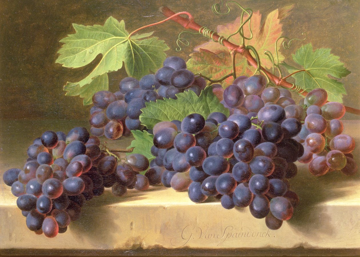 Ett stilleben av druvor som vilar på en marmoravsats av Gerard van Spaendonck