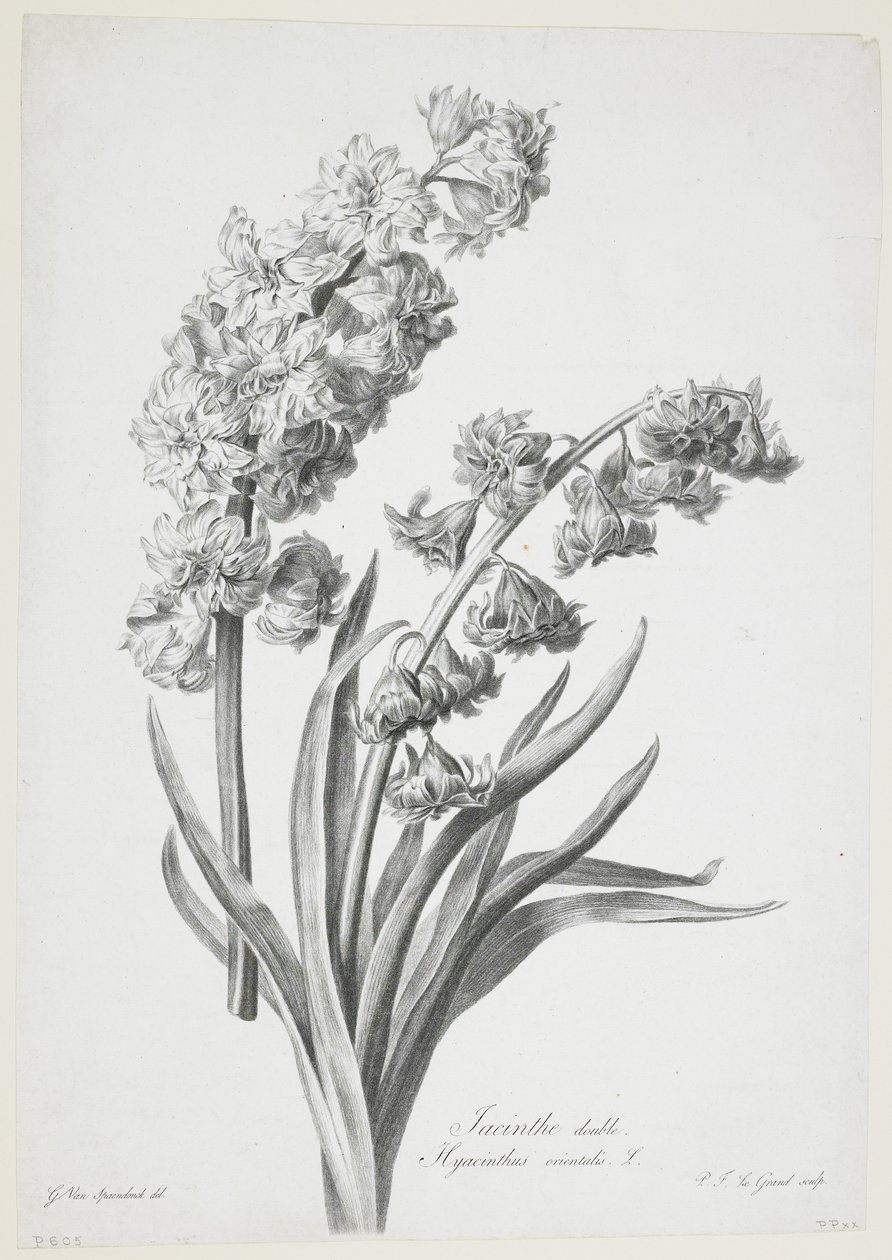 Dubbelhyacint, från Fleurs Dessinees d