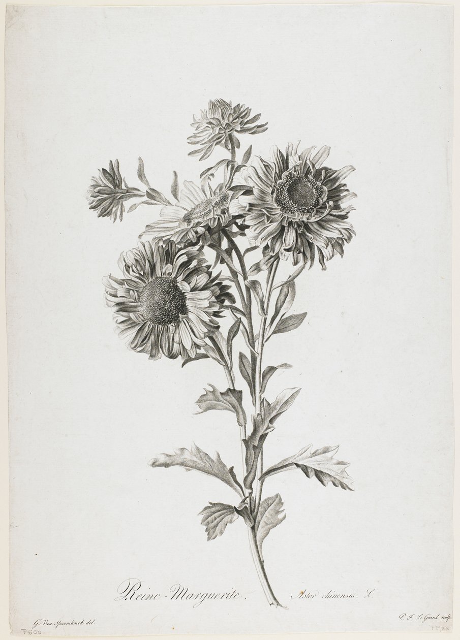 Reine-Marguerite, från Fleurs Dessinees d