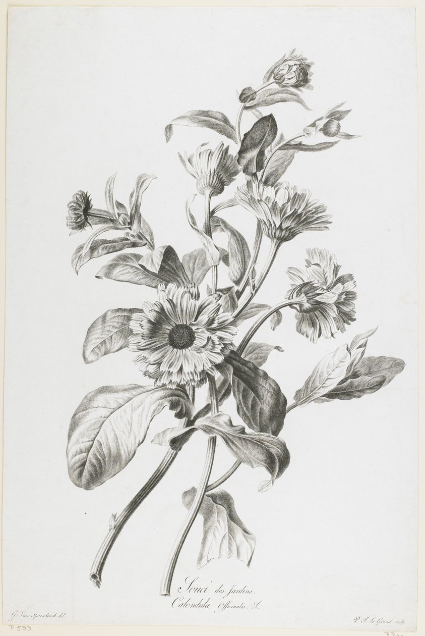 Trädgårdsblomma, från Fleurs Dessinees d