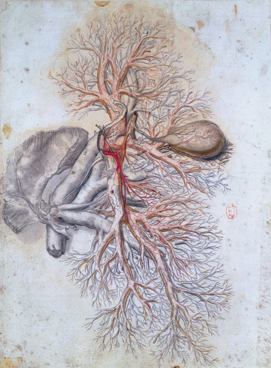 Blodkärl i levern och gallblåsan, från Anatomia Humani Corporis av Govard Bidloo (1649-1713) c.1685 av Gerard de Lairesse