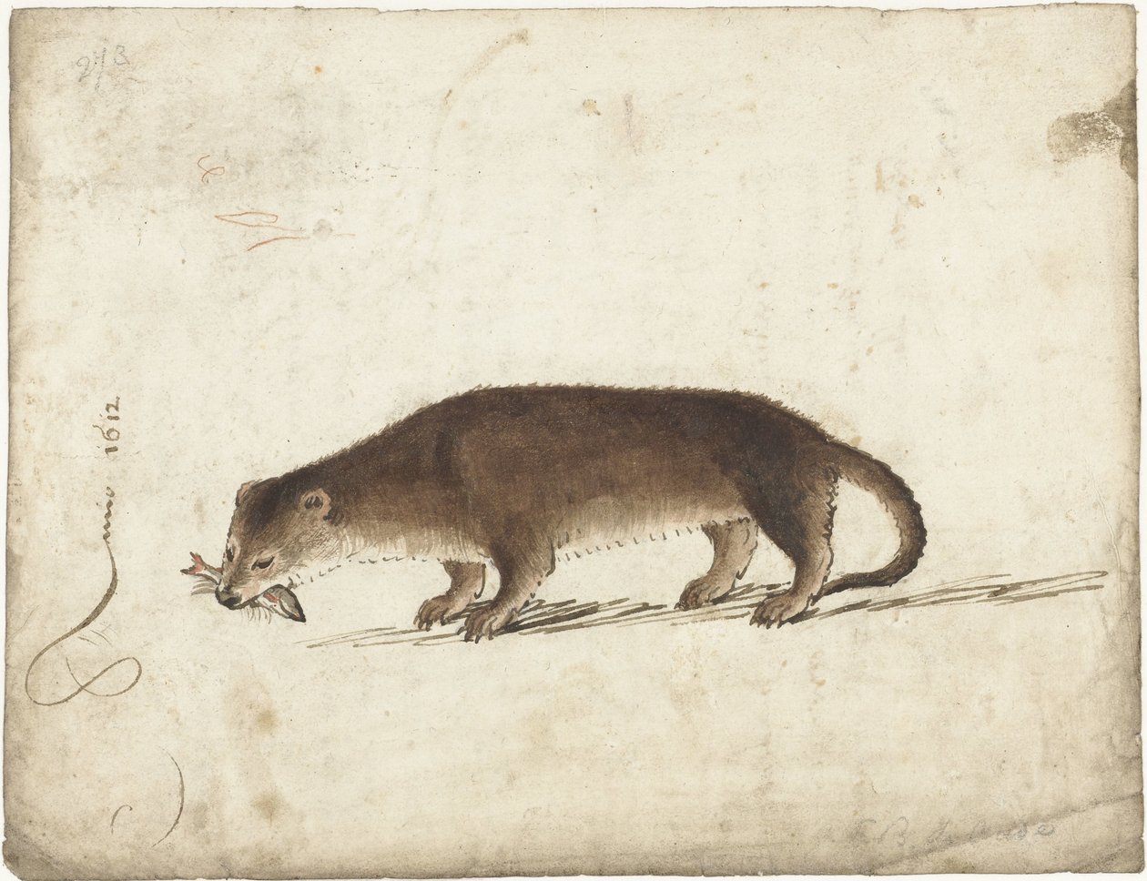 Utter med en fisk i munnen av Gerard ter Borch (I)