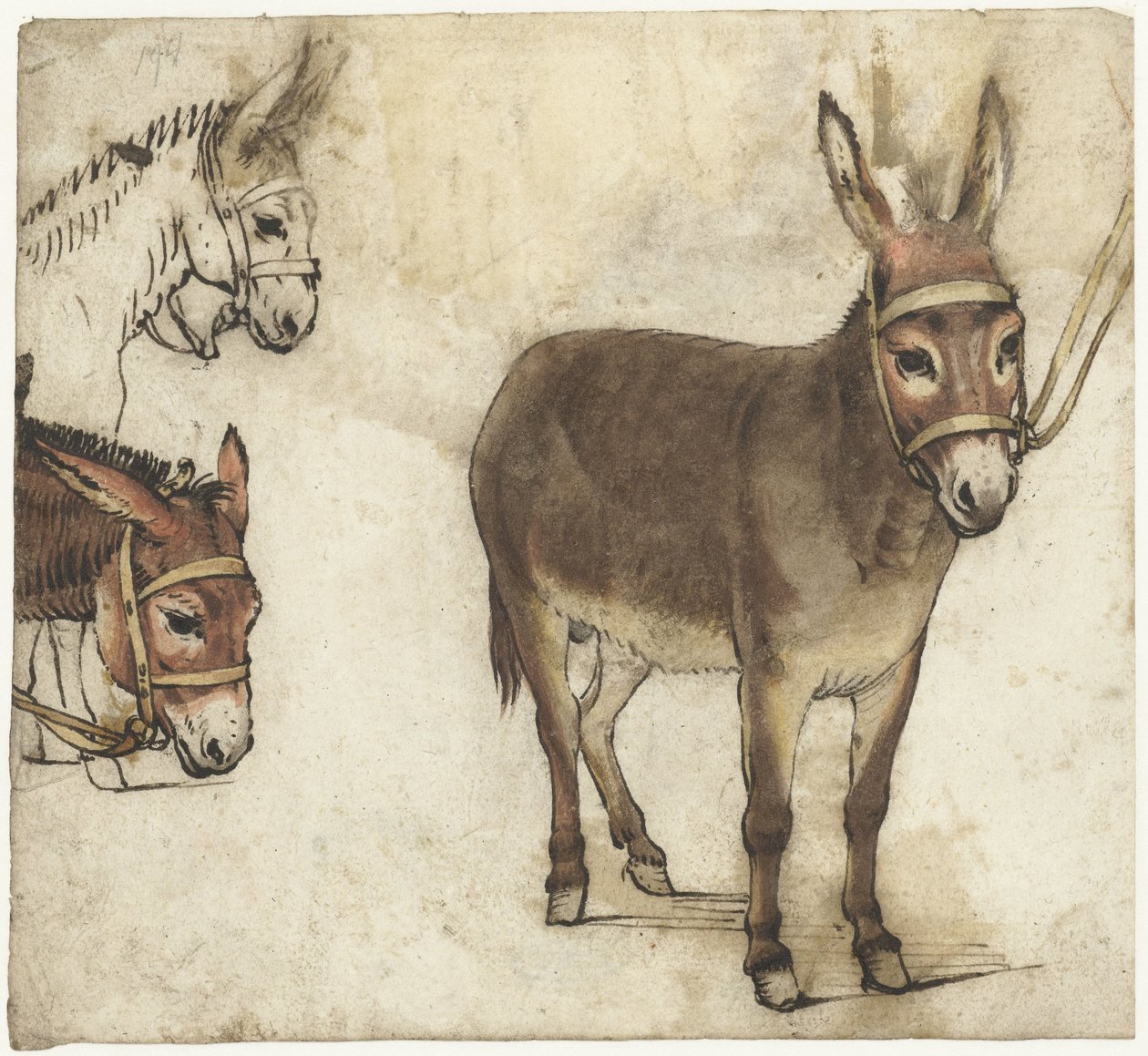 Studieblad med åsnor av Gerard ter Borch (I)