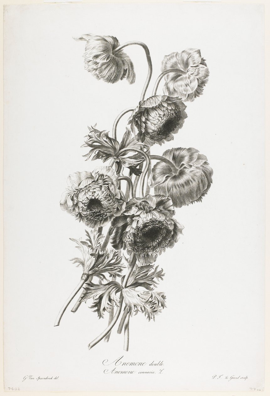 Dubbel anemon, från blommor ritade från naturen, ca 1800 (stippstick) av Gerard van Spaendonck