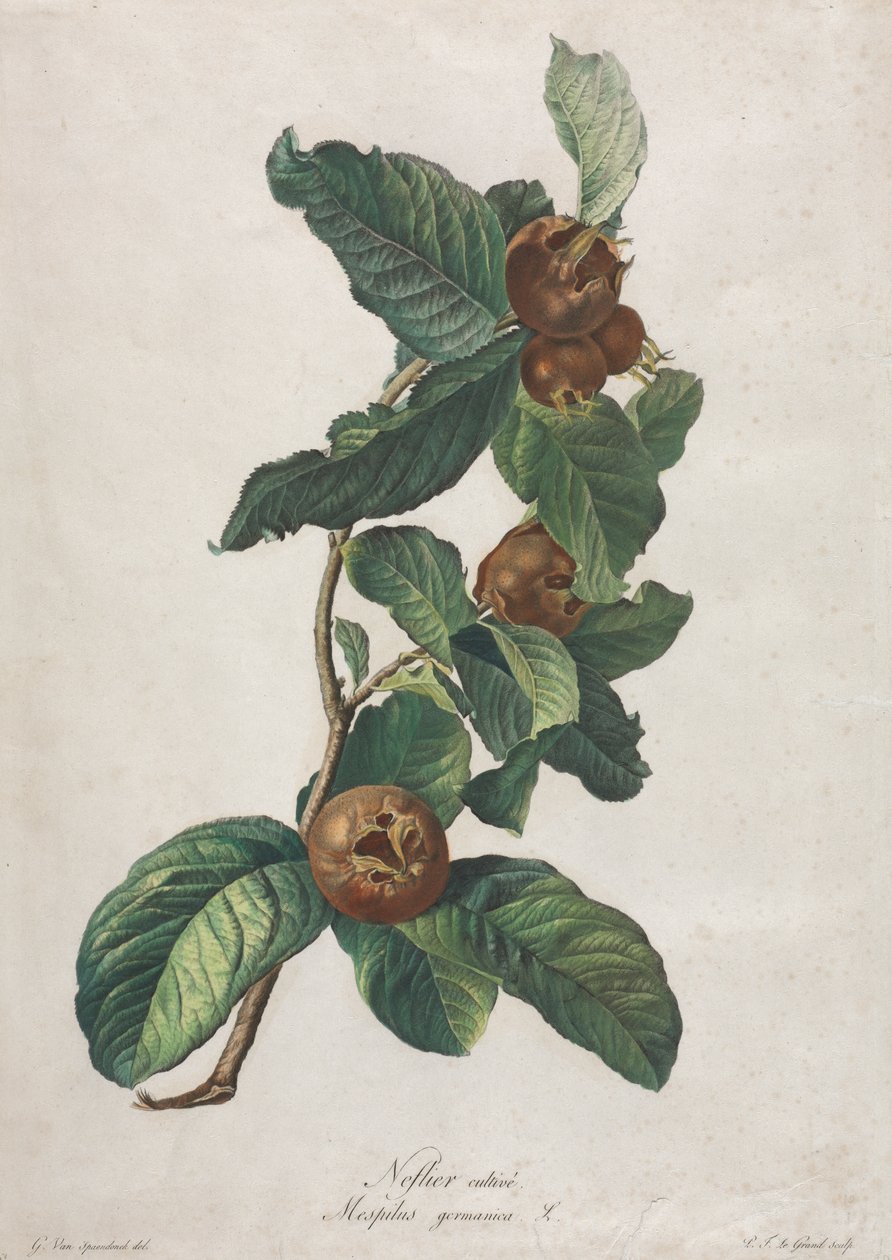Odlad medlar (Mespilus germanica) av Gerard van Spaendonck