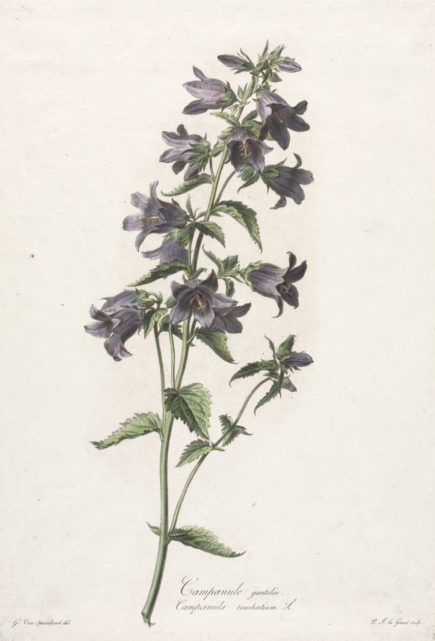 Blommor hämtade från naturen: Bellflower av Gerard van Spaendonck