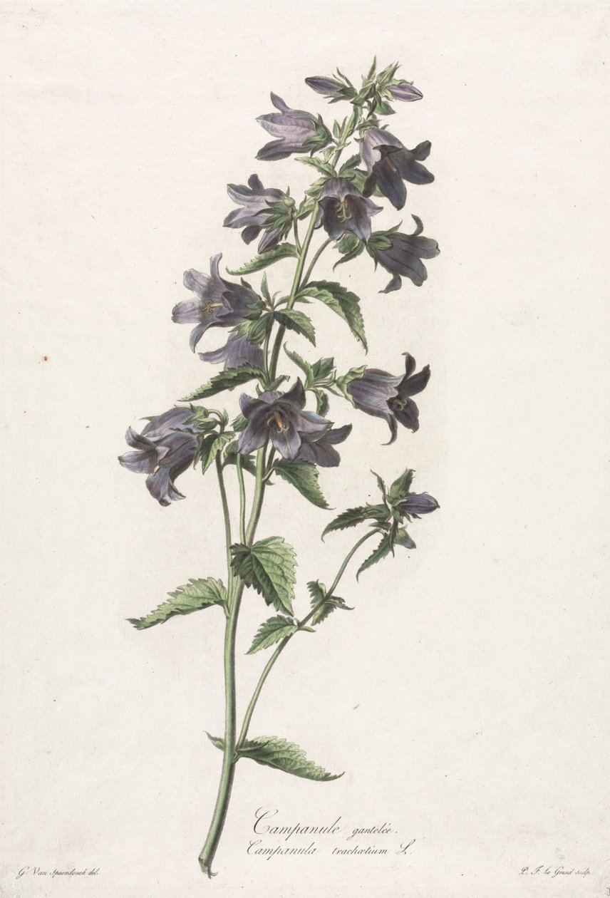 Blommor hämtade från naturen: Bellflower, ca. 1800. av Gerard van Spaendonck
