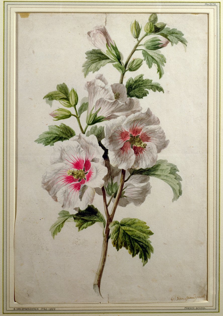 Hollyhocks (akvarell på papper) av Gerard van Spaendonck