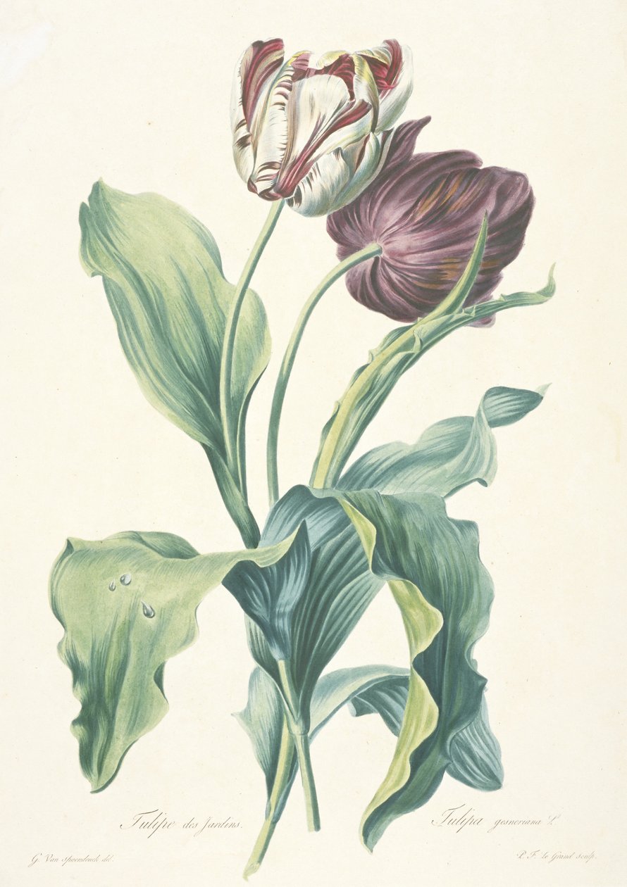 Trädgårdstulpan, från blommor från naturen, ca. 1800 av Gerard van Spaendonck