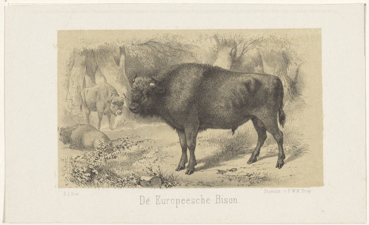 europeisk bison The European Bison (titel på objekt) av Gerardus Johannes Bos
