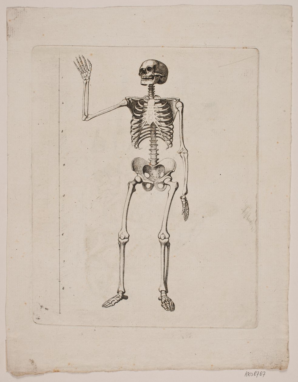 Skelett av Gerhard Ludvig Lahde