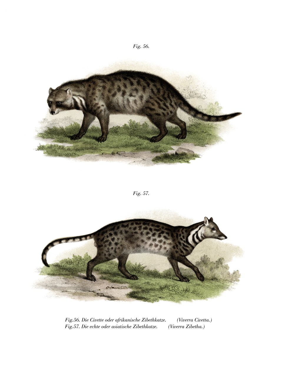 Afrikansk civet, 1860 av German School