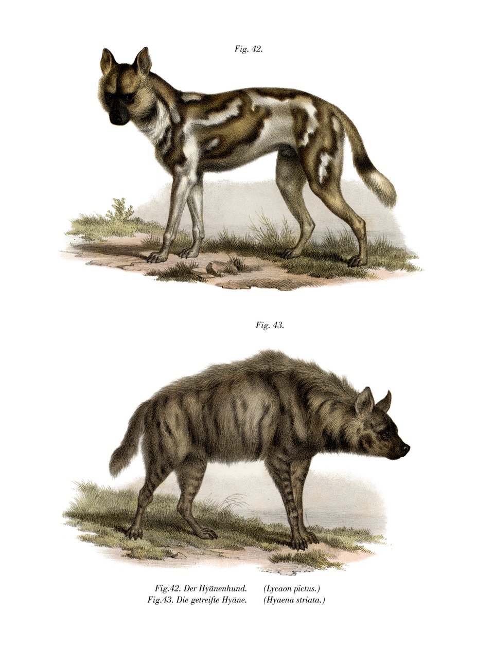 Afrikansk vildhund, 1860 av German School