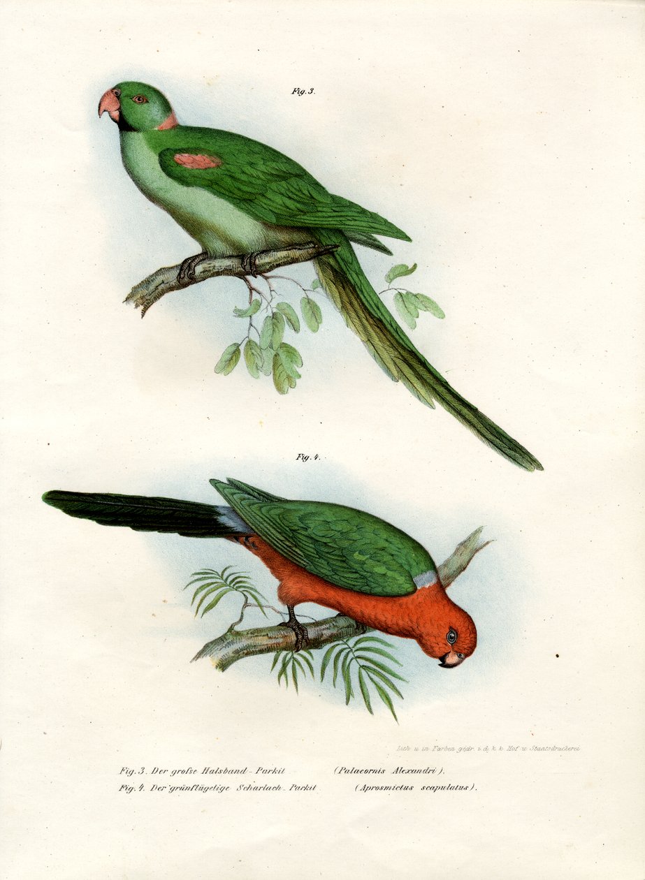 Alexandrine Parakeet, 1864 av German School