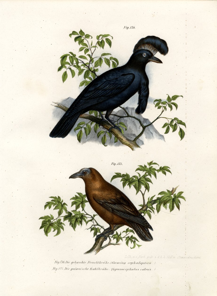 Amazonas paraplyfågel, 1864 av German School