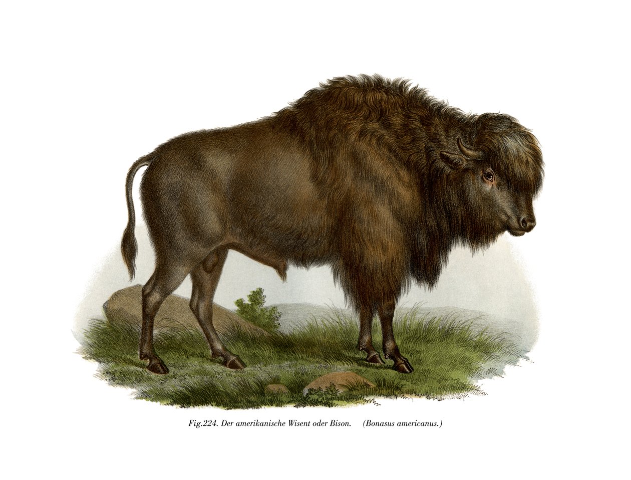 American Bison, 1860 av German School