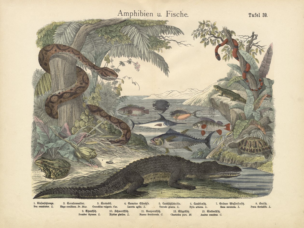 Amfibier och fiskar, ca 1860 av German School