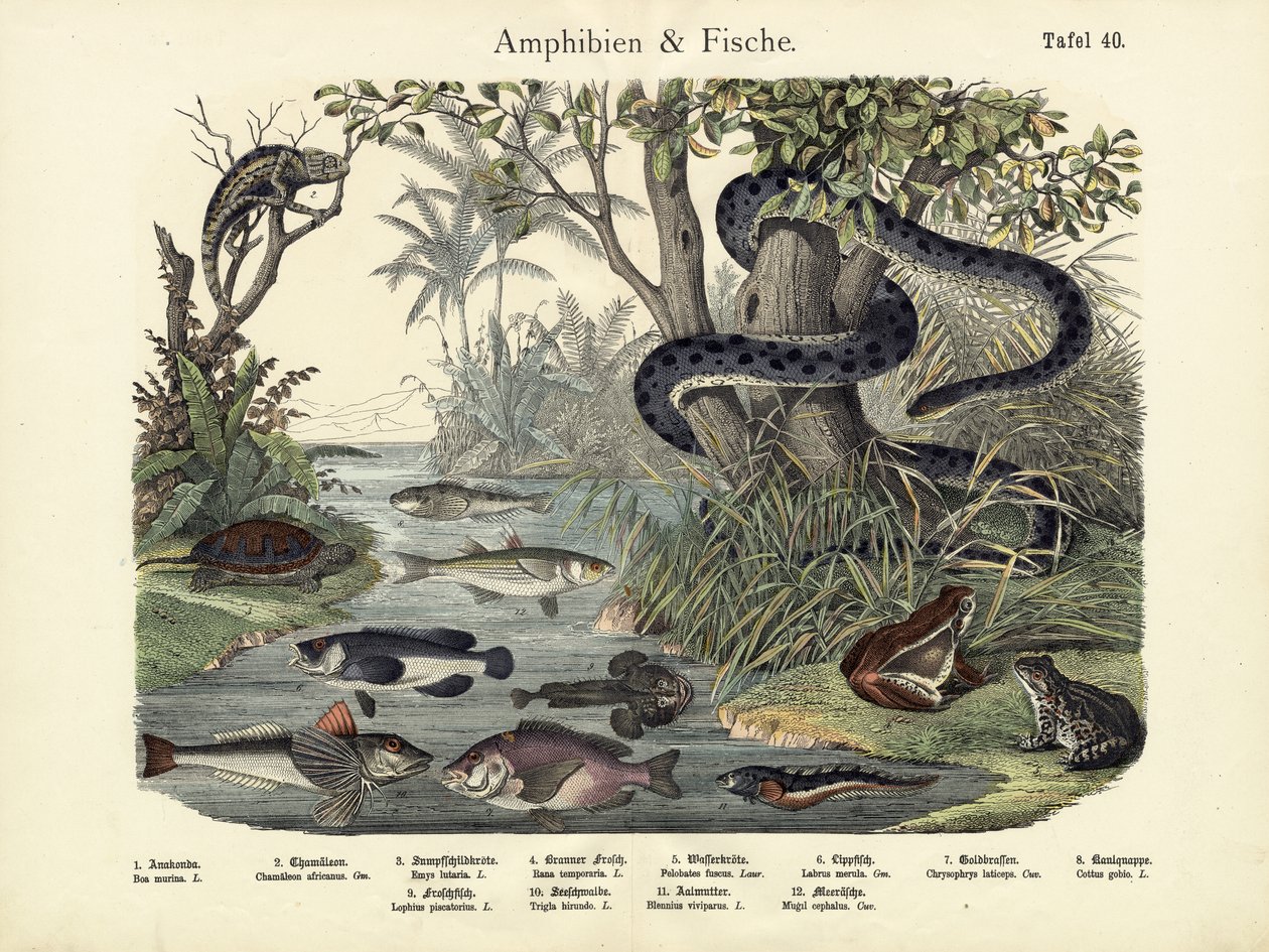 Amfibier och fiskar, ca 1860 av German School