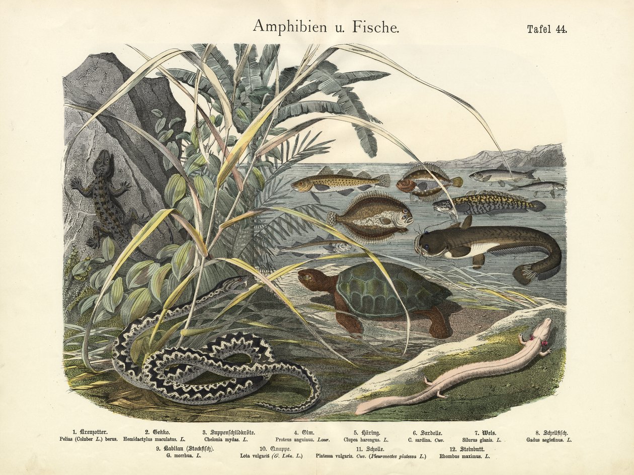 Amfibier och fiskar, ca 1860 av German School