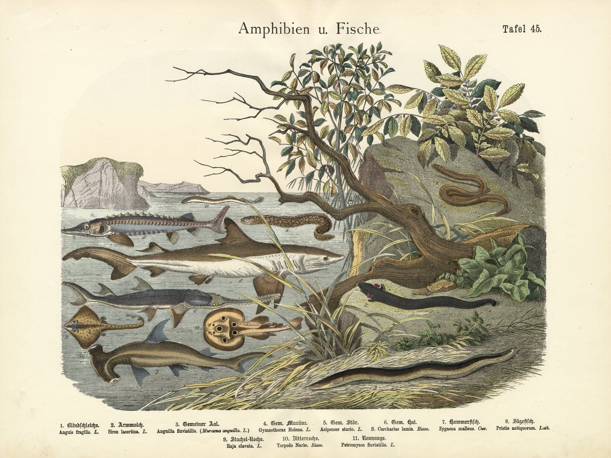 Amfibier och fiskar, ca 1860 av German School