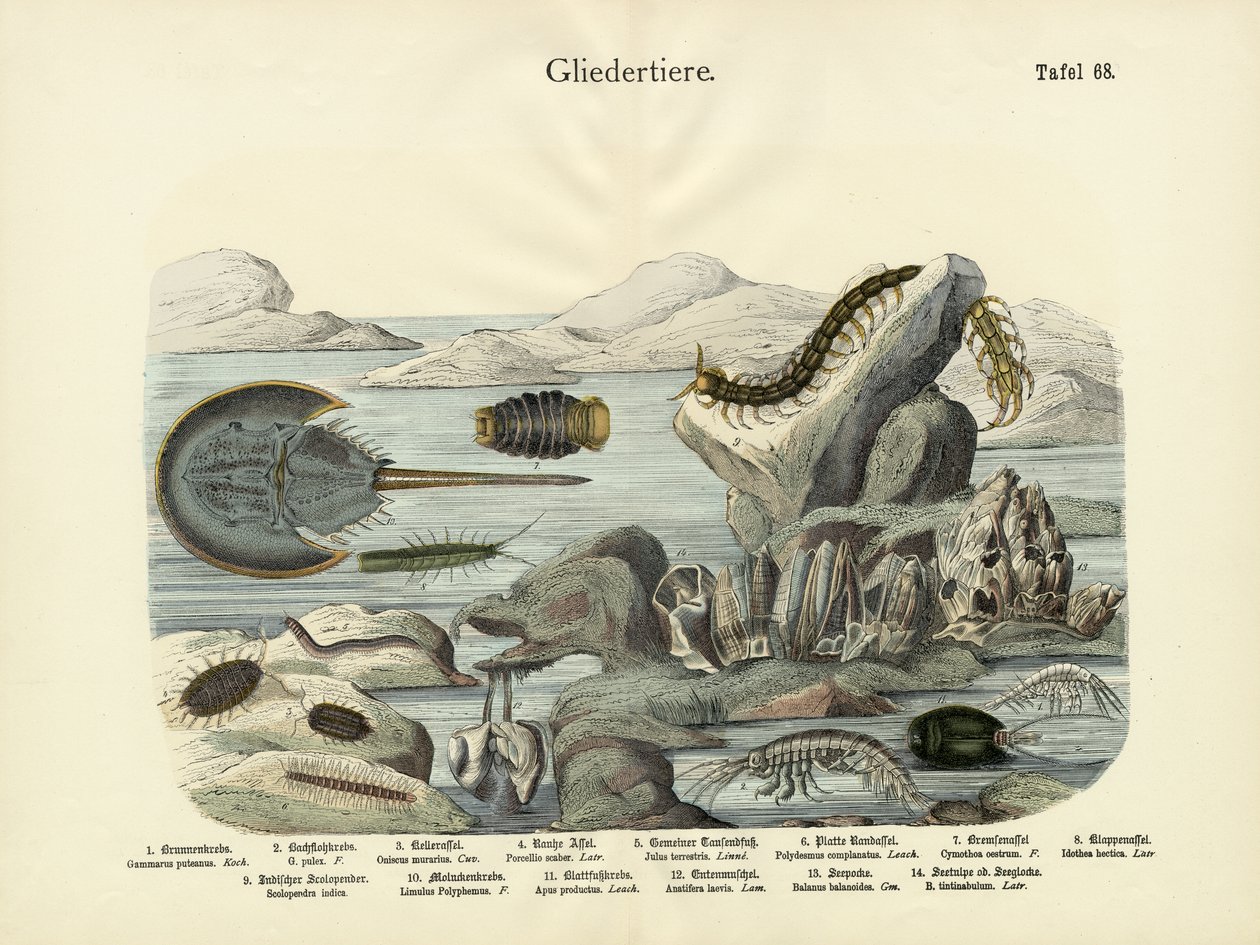 Leddjur, ca 1860 av German School
